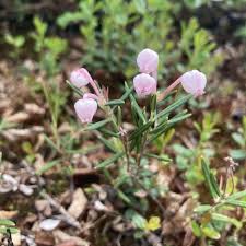 Attēlu rezultāti vaicājumam “Andromeda polifolia flower”