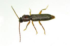 Attēlu rezultāti vaicājumam “Nothorhina punctata”