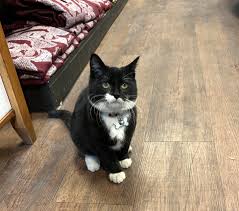 Image result for poes