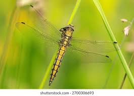 Attēlu rezultāti vaicājumam “Orthetrum cancellatum”