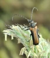 Attēlu rezultāti vaicājumam “Anogcodes melanurus”