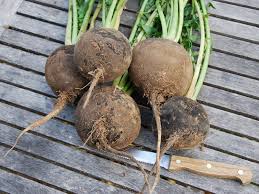 Image result for Rettich