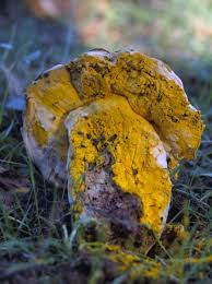 Attēlu rezultāti vaicājumam “Hypomyces chrysospermus”