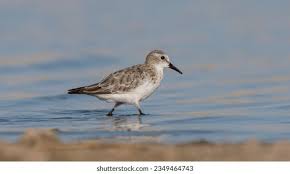 Attēlu rezultāti vaicājumam “Calidris minuta”