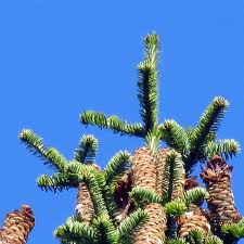 Attēlu rezultāti vaicājumam “Abies alba”