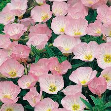 Image result for Nachtkerze