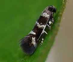 Attēlu rezultāti vaicājumam “Elachistidae”