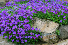 Attēlu rezultāti vaicājumam “Aubrieta deltoidea flower”