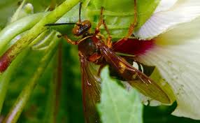 Image result for East Kilbride Wasps