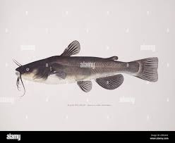 Image result for Ameiurus melas