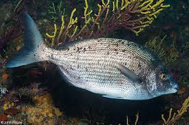 Image result for Diplodus puntazzo