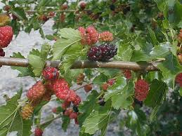 Attēlu rezultāti vaicājumam “Morus alba”