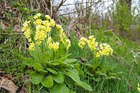 Image result for Himmelschlüssel