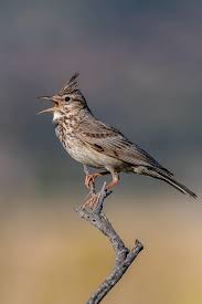 Image result for Galerida cristata