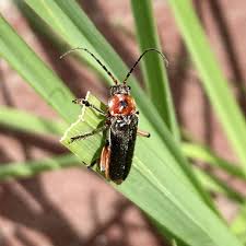 Attēlu rezultāti vaicājumam “Cantharis rustica”