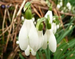 Attēlu rezultāti vaicājumam “Galanthus nivalis leaf”