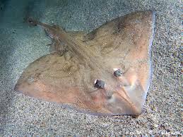 Image result for Raja asterias