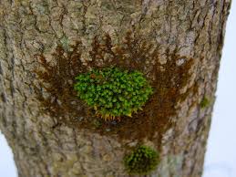 Attēlu rezultāti vaicājumam “Nowellia curvifolia sporophyte”