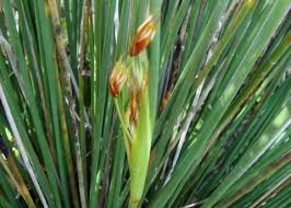 Attēlu rezultāti vaicājumam “Juncus gerardii leaf”