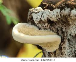 Attēlu rezultāti vaicājumam “Postia ptychogaster”