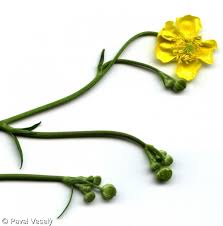 Attēlu rezultāti vaicājumam “Ranunculus acris fruit”