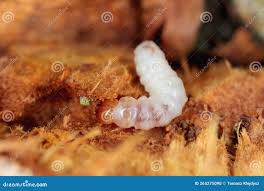 Attēlu rezultāti vaicājumam “Melandryidae”