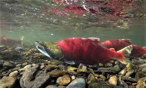 Image result for Oncorhynchus