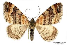 Attēlu rezultāti vaicājumam “Xanthorhoe spadicearia”