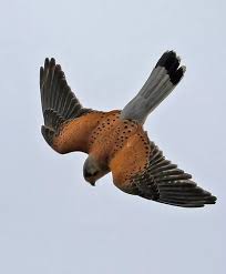 Attēlu rezultāti vaicājumam “Falco tinnunculus”