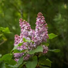 Attēlu rezultāti vaicājumam “Syringa vulgaris fruit”