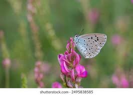 Attēlu rezultāti vaicājumam “Phengaris arion underside”