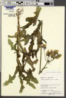 Attēlu rezultāti vaicājumam “Sonchus arvensis subsp. uliginosus fruit”