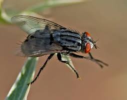 Attēlu rezultāti vaicājumam “Sarcophaga carnaria”