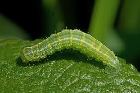 Attēlu rezultāti vaicājumam “Operophtera”