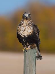 Image result for Buteo lagopus