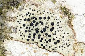 Attēlu rezultāti vaicājumam “Lecidella elaeochroma”