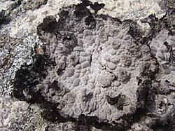 Attēlu rezultāti vaicājumam “Licea pusilla spores”