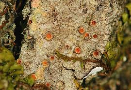 Attēlu rezultāti vaicājumam “Thelopsis rubella”