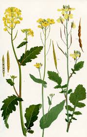 Attēlu rezultāti vaicājumam “Sinapis arvensis fruit”