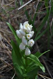Attēlu rezultāti vaicājumam “Cephalanthera longifolia”
