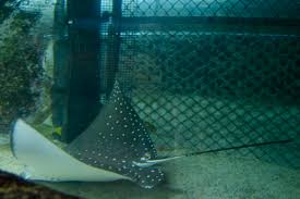 Image result for Aetobatus ocellatus