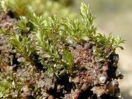 Attēlu rezultāti vaicājumam “Bryum rubens”