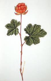 Attēlu rezultāti vaicājumam “Rubus chamaemorus flower”