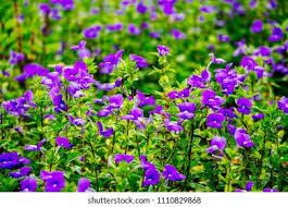 Image result for Browallia speciosa