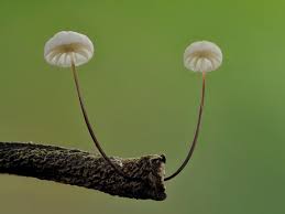 Attēlu rezultāti vaicājumam “Marasmius sp.”