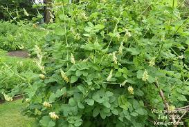 Attēlu rezultāti vaicājumam “Vicia pisiformis”