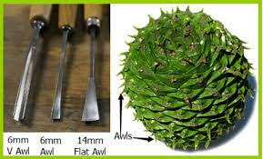 Attēlu rezultāti vaicājumam “Danthonia decumbens fruit”