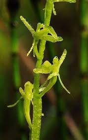 Attēlu rezultāti vaicājumam “Liparis loeselii flower”