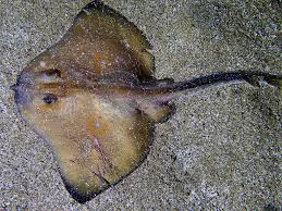 Image result for Rostroraja alba