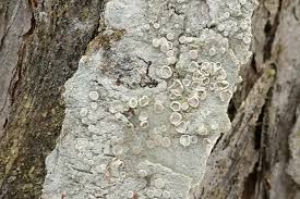 Attēlu rezultāti vaicājumam “Lecanora albella”